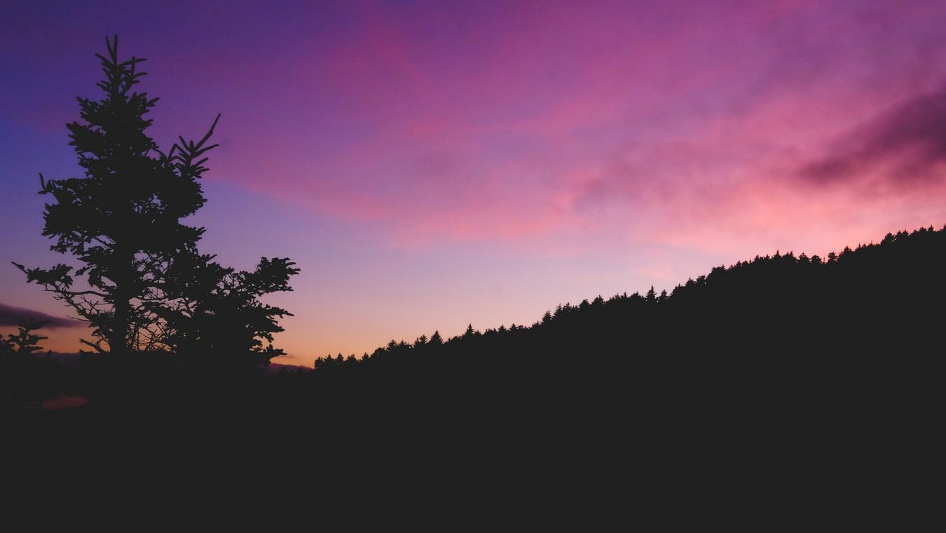A silhouetted tree stands against a vibrant twilight sky with hues of purple, pink, and orange, behind a darkened forested hill.