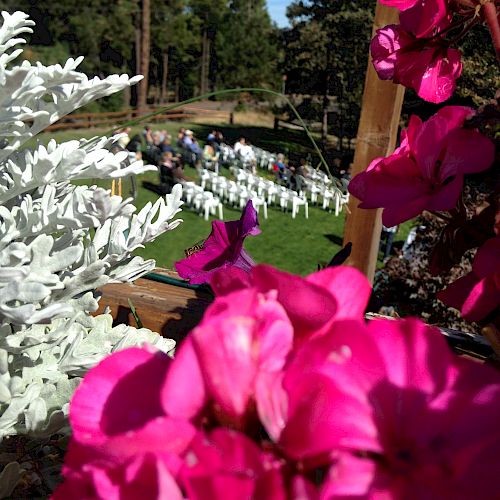 A garden scene with vibrant pink flowers in the foreground, white chairs set up for an event, and a lush green lawn in the background.